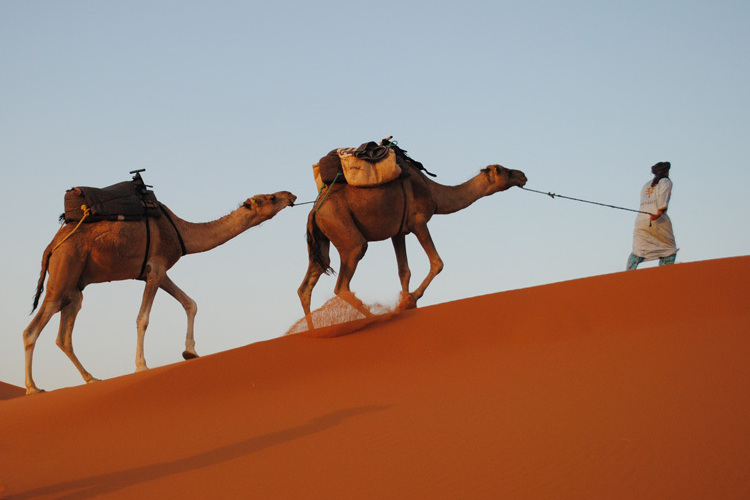 about-1-camels