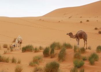 desert-tours-from-fez-desert-with-camels