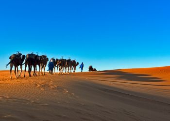 morocco-desert-tours-from-Casablanca-merzouga-camels