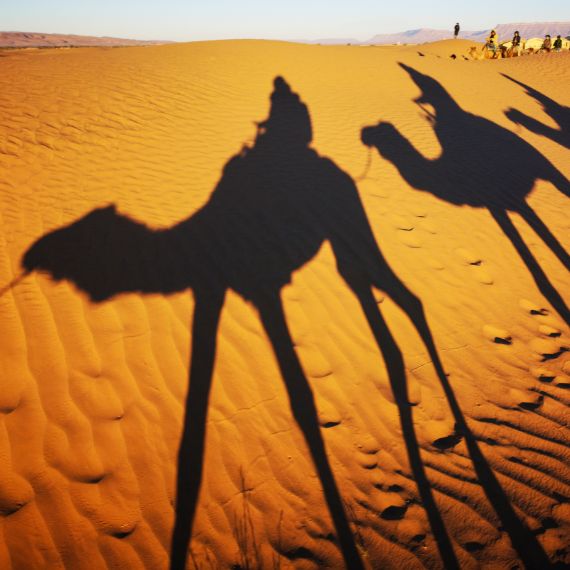 sahara-desert-tour-camel-shadow